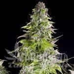 Romulan - PYRAMID SEEDS