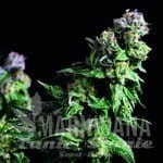Purple Urkle - PYRAMID SEEDS