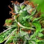 Double OG Haze - PYRAMID SEEDS
