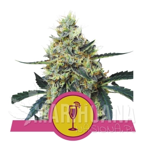 Mimosa - ROYAL QUEEN SEEDS