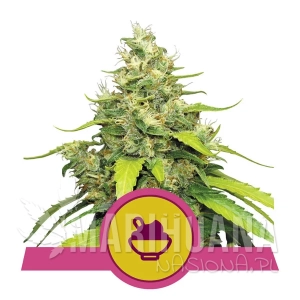 Blue Gelato - ROYAL QUEEN SEEDS