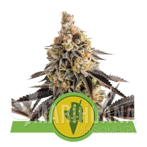 Cookies Gelato Auto - ROYAL QUEEN SEEDS