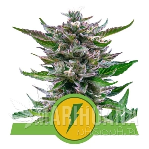 North Thunderfuck Auto - ROYAL QUEEN SEEDS