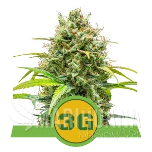 Triple G Auto - ROYAL QUEEN SEEDS