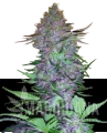 purple-skunk-xl.png