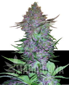 Purple Skunk Auto - SENSI SEEDS