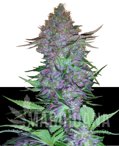 purple-skunk-xl.png