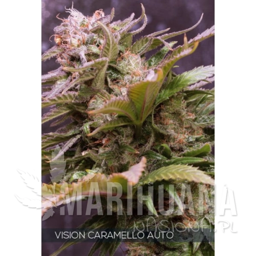 vision-caramello-auto.jpg