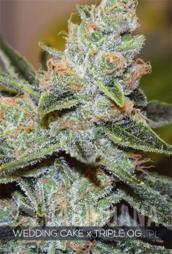 H640_WEB_WEDDING_CAKE_3xOG.jpg
