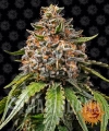 __white-widow-xxl_circle_new_21_832789.jpg