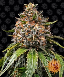 White Widow - BARNEY'S FARM
