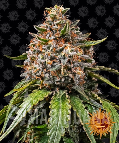 __white-widow-xxl_circle_new_21_832789.jpg