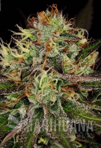 Chocolate Wafflez - PARADISE SEEDS