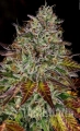 Apricot-Candy-15-947x1536.jpg.webp