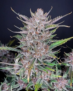 Gorilla Punch Auto - FASTBUDS