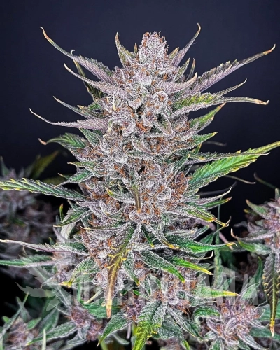 Gorilla Punch Auto - FASTBUDS.jpg