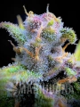 Gorilla Punch Auto2 - FASTBUDS.jpg
