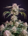 Strawberry Gorilla Auto.webp