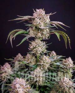 Strawberry Gorilla Auto - FASTBUDS
