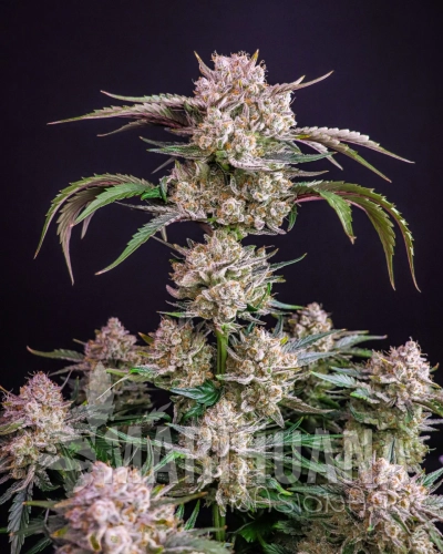 Strawberry Gorilla Auto.webp
