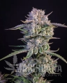 Strawberry Gorilla Auto2.jpg