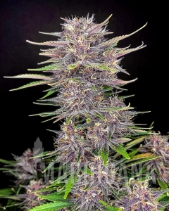 Banana Purple Punch Auto - FASTBUDS