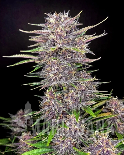 Banana Purple Punch Auto - FASTBUDS.jpg