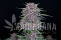 Banana Purple Punch Auto2 - FASTBUDS.webp