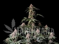Amnesia Zkittlez Auto - FASTBUDS.webp
