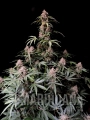 Amnesia Zkittlez Auto2 - FASTBUDS.webp