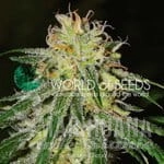 Amnesia Early Harvest - WORLD OF SEEDS