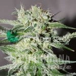 Pakistan Valley Early Harvest - WORLD OF SEEDS