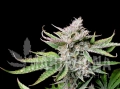 Cherry Cola Auto - FASTBUDS.webp