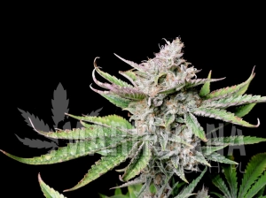 Cherry Cola Auto - FASTBUDS