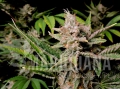 Cherry Cola Auto2 - FASTBUDS.webp
