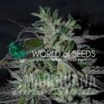 Strawberry Blue Early Harvest - WORLD OF SEEDS