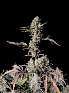 Gorilla Zkittlez Auto - FASTBUDS