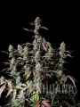 Gorilla Zkittlez Auto - FASTBUDS.webp