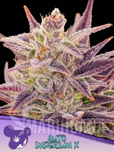 Auto Imperium X - ANESIA SEEDS