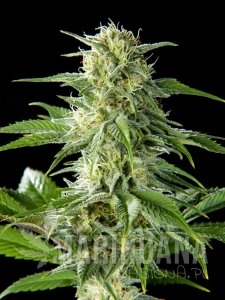 Pure CBD Punch - PHILOSOPHER SEEDS