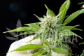 Pure CBD Punch - PHILOSOPHER SEEDS.jpg