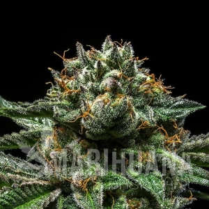 Chempie - RIPPER SEEDS