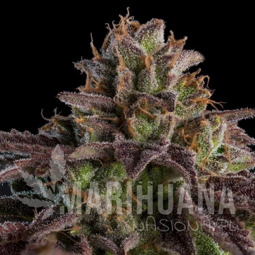 kmintz-feminized-cannabis-seeds.jpg