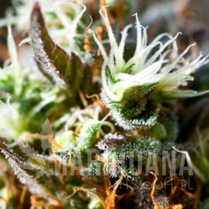 Lemon Ice 2.0 - RIPPER SEEDS
