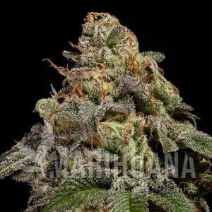 OMG - RIPPER SEEDS