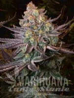 Seriotica - SERIOUS SEEDS