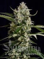 seriosa-serious-seeds-1.jpg