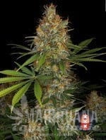 Strawberry AK Strain - SERIOUS SEEDS