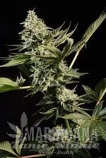 Glowstarz - PARADISE SEEDS