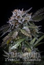 White Noise - PARADISE SEEDS